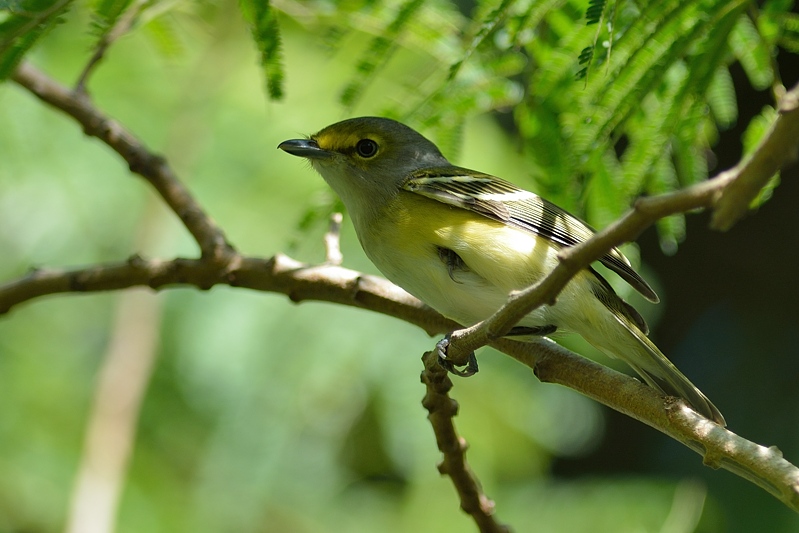 Brilvireo